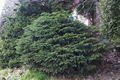 Picea abies Nidiformis Świerk pospolity